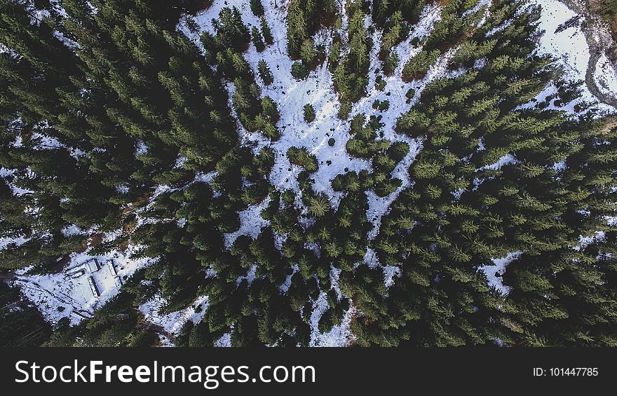 Tree, Plant, Woody Plant, Winter