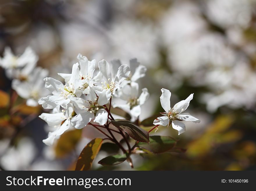 Blossom, Flower, Spring, Branch