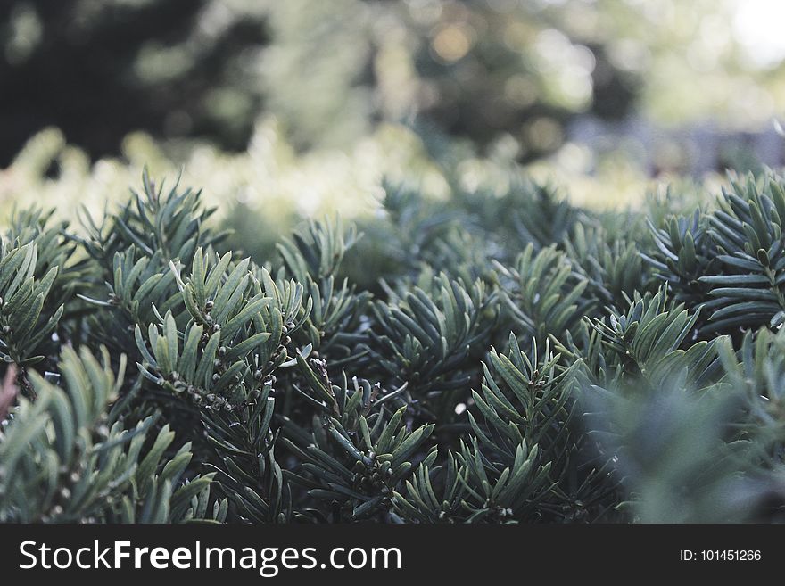 Vegetation, Plant, Tree, Spruce