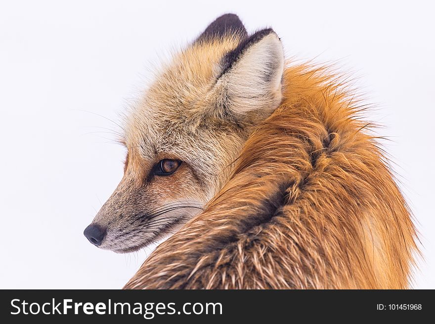 Fox, Wildlife, Red Fox, Fur