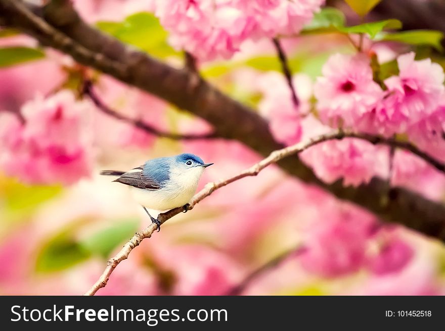 Bird, Blossom, Branch, Flower