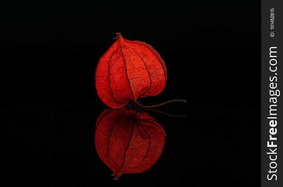 Red, Orange, Still Life Photography, Lighting