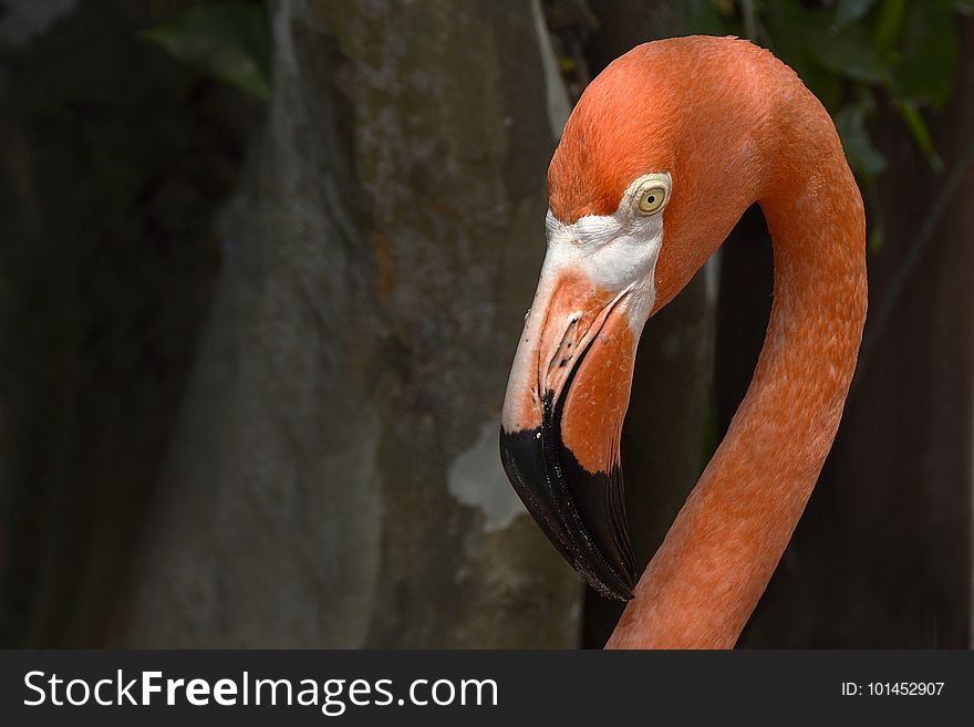 Beak, Bird, Flamingo, Fauna