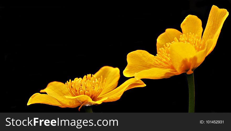 Flower, Yellow, Orange, Close Up