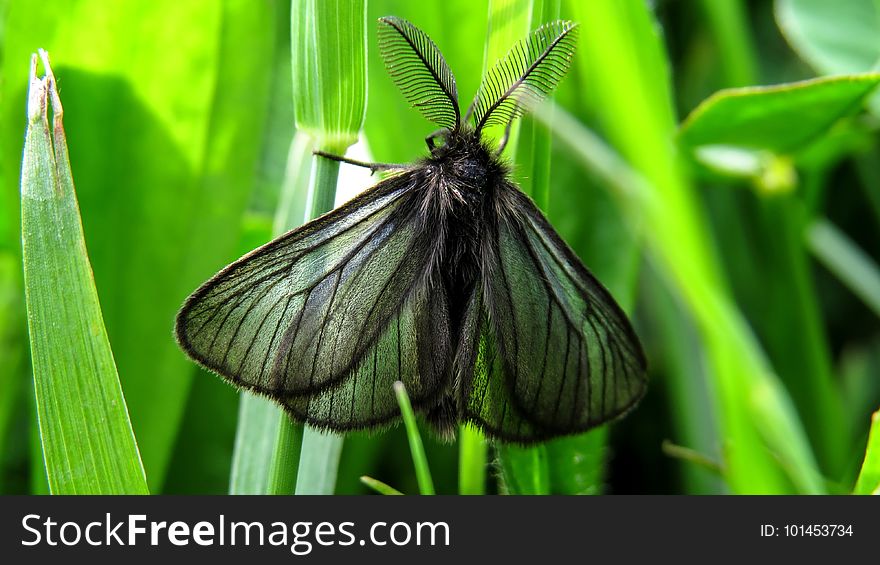 Insect, Moths And Butterflies, Moth, Invertebrate