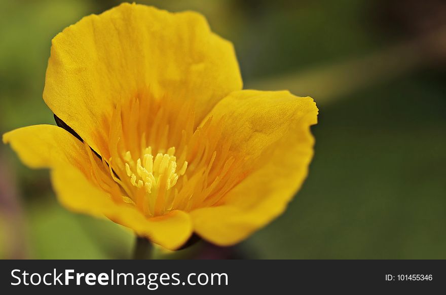 Flower, Yellow, Wildflower, Close Up