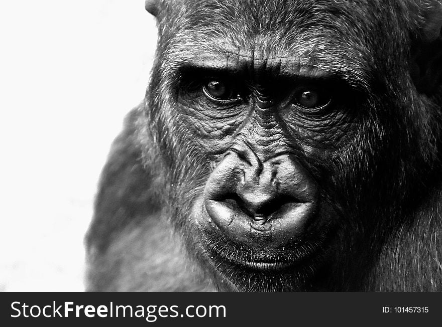 Face, Black And White, Great Ape, Mammal