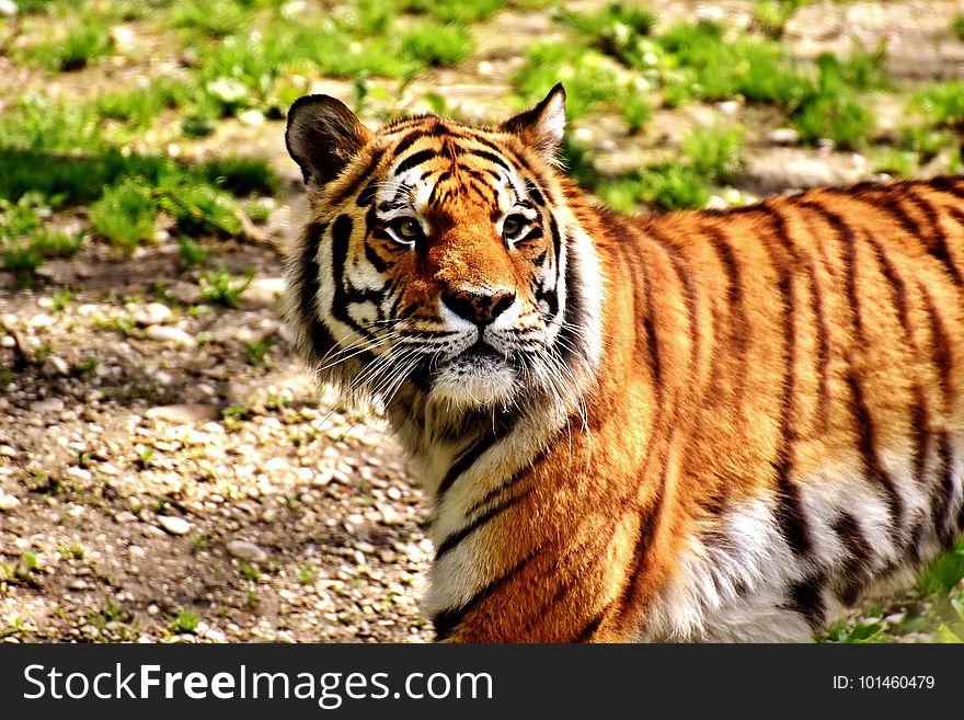 Wildlife, Tiger, Mammal, Terrestrial Animal