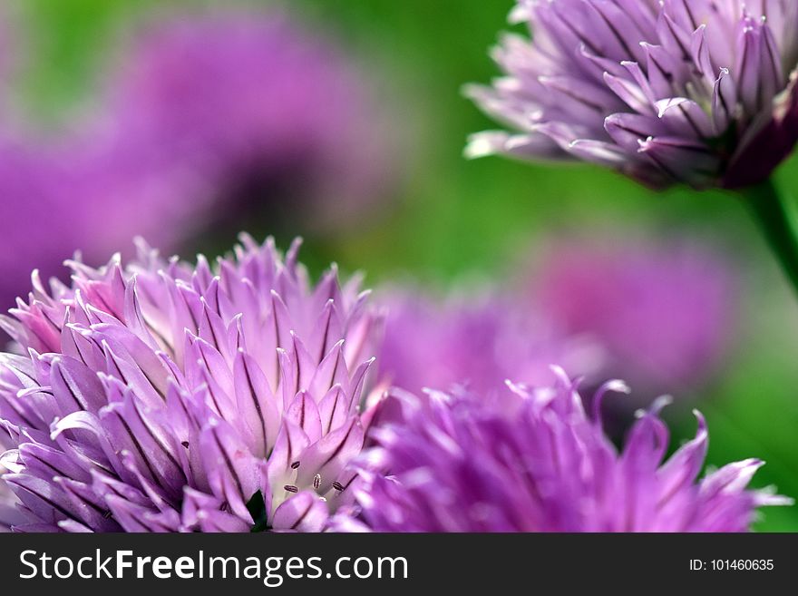 Flower, Purple, Chives, Close Up