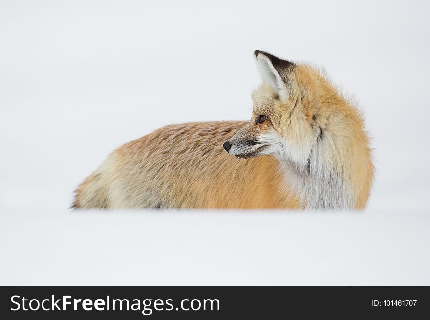 Fox, Red Fox, Mammal, Wildlife