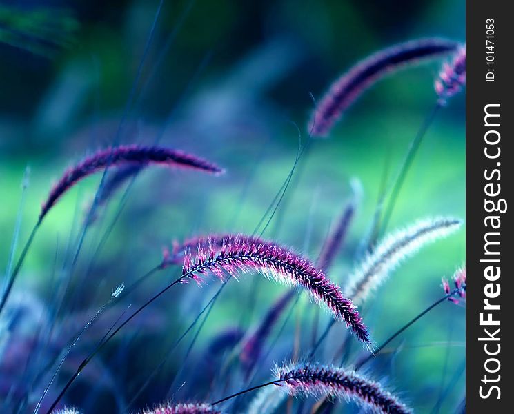 Purple, Close Up, Macro Photography, Grass