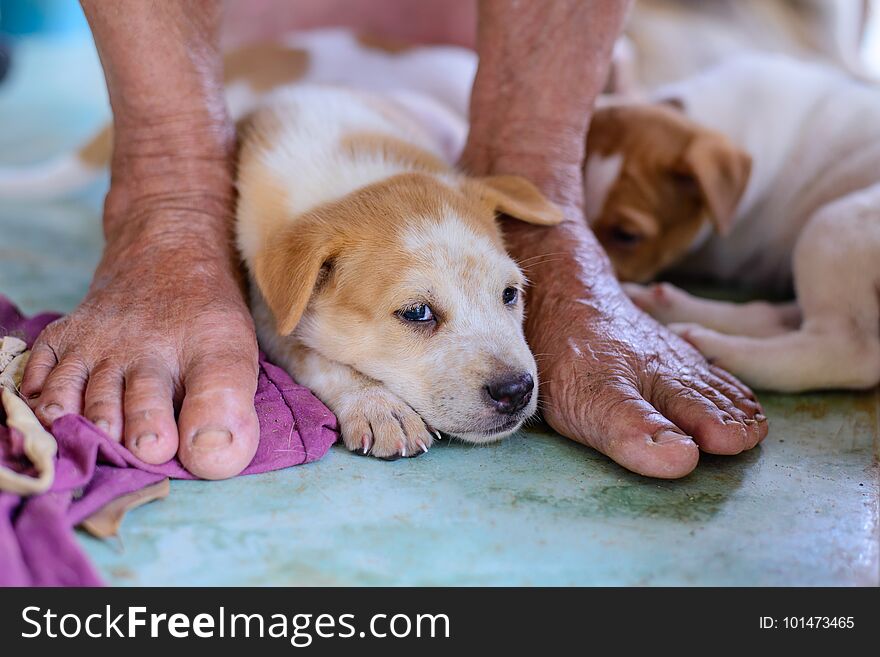 Puppy White with light brown. Puppy White with light brown