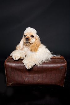 Cocker Puppy Stock Photography