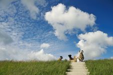 Sheep On Top Of The Dike Stock Photography Sheep On Top Of The Dike Stock Photography