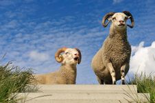 Sheep On Top Of The Dike Stock Image Sheep On Top Of The Dike Stock Image