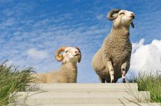 Sheep On Top Of The Dike Royalty Free Stock Photography Sheep On Top Of The Dike Royalty Free Stock Photography