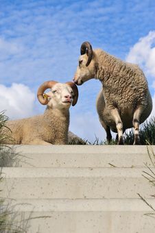 Sheep On Top Of The Dike Royalty Free Stock Images Sheep On Top Of The Dike Royalty Free Stock Images