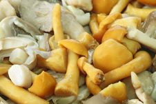 Mushrooms Stock Photos Mushrooms Stock Photos