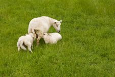 Sheep And Lambs Royalty Free Stock Photo