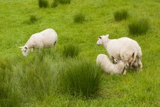 Sheep And Lambs Stock Images