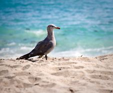 Seagull On The Beach Stock Image Seagull On The Beach Stock Image