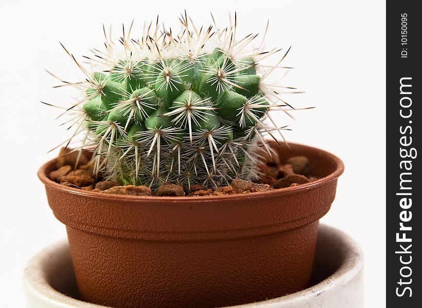 Miniature Cactus Plant In Small Pot