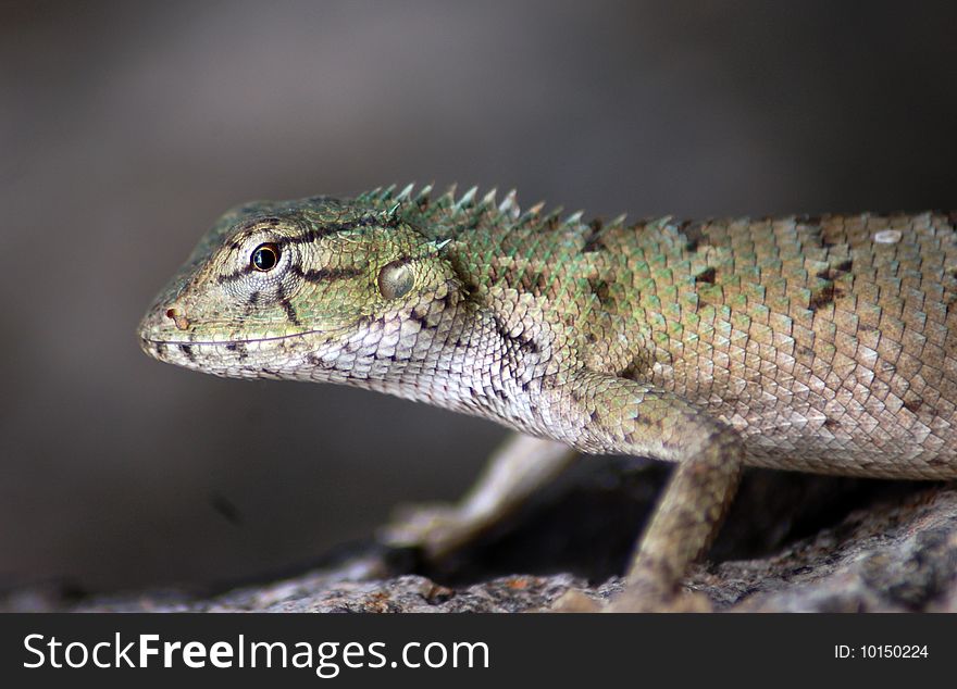 Lizard sitting on branch of tree. Lizard sitting on branch of tree