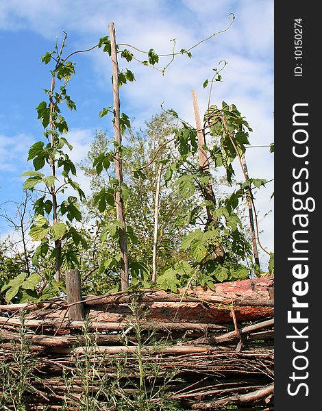 Wattle fence round a kitchen garden