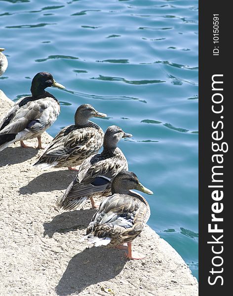 Group of ducks basking at Lakeside. Group of ducks basking at Lakeside