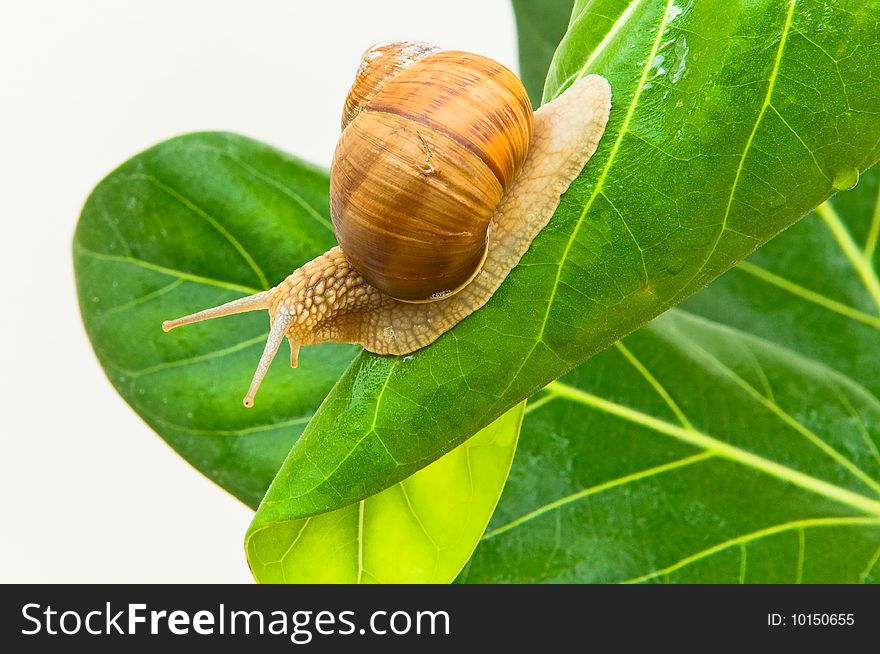 Large grape snail with short moustaches creeping on green sheet. Large grape snail with short moustaches creeping on green sheet