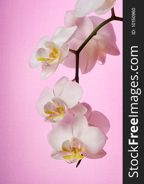 White orchid on pink background