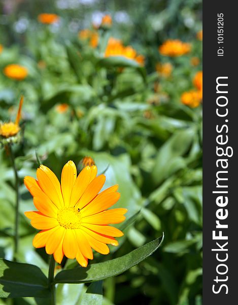 A sunny bright orange marigold or calendula flower on a bed, blur background, closeup. A sunny bright orange marigold or calendula flower on a bed, blur background, closeup