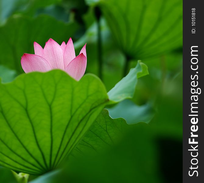 Single lotus on the pond with close-up