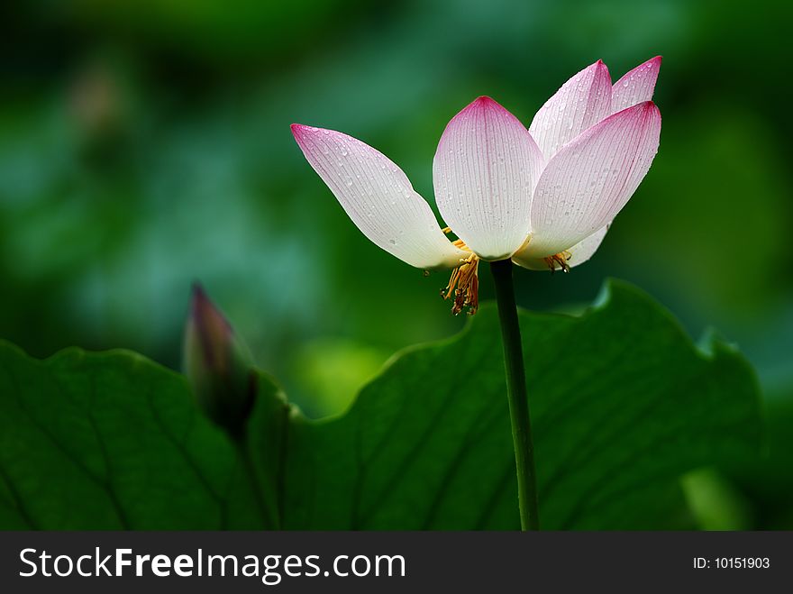 Single lotus on the pond with close-up