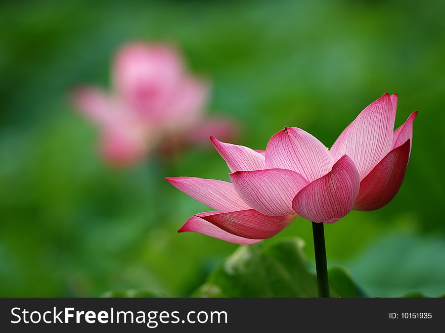 Single lotus on the pond with close-up