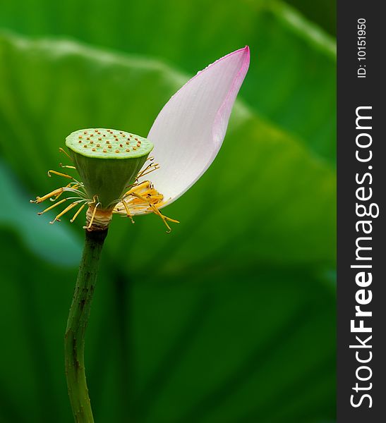 Single lotus on the pond with close-up