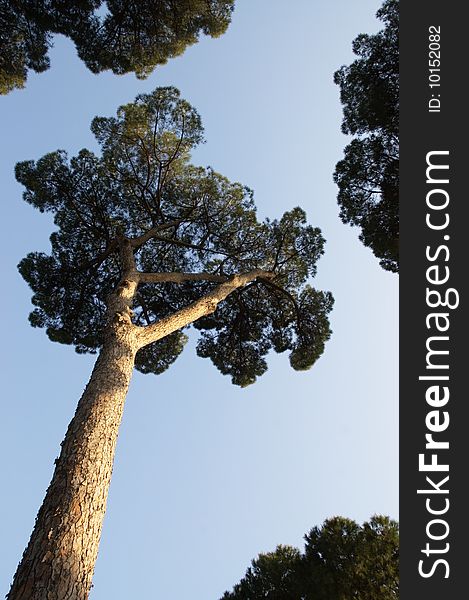 Evergreen pine trees over clear sky, vertical viewpoint