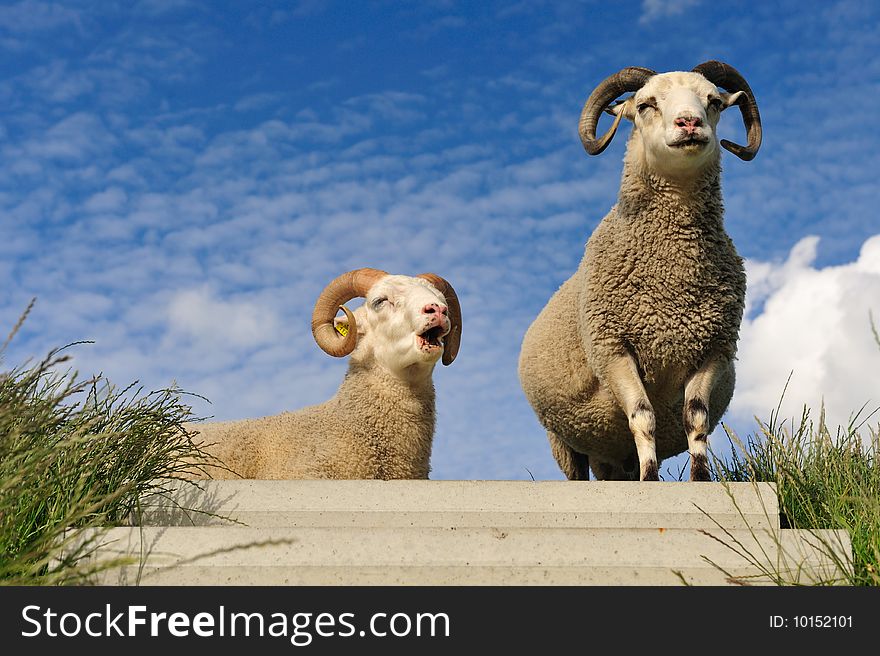 Sheep on top of the dike in the Netherlands