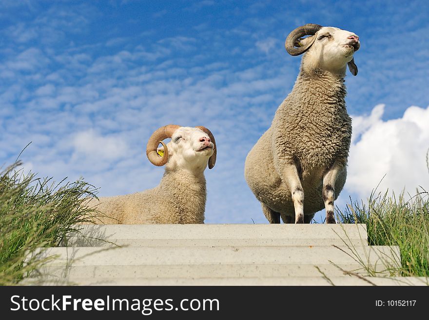 Sheep on top of the dike in the Netherlands