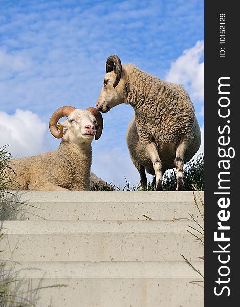 Sheep on top of the dike