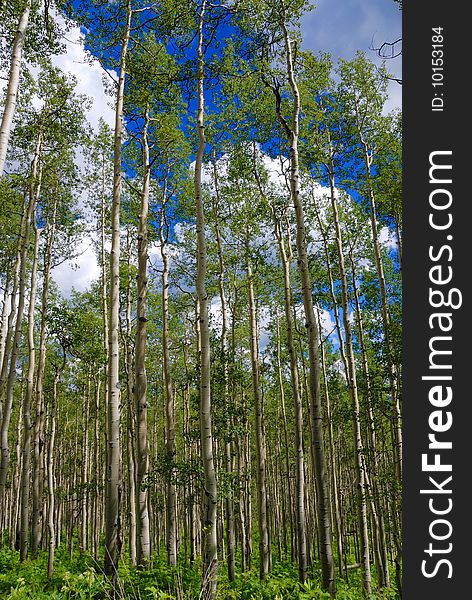 Beautiful colorado aspens in summer time