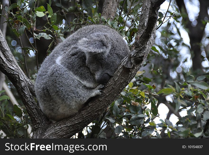 Stock photo of a sleeping koala sitting in a tree. Stock photo of a sleeping koala sitting in a tree