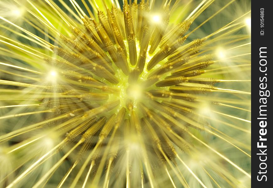 Detail of dandelion viewed from above showing attached seeds. Detail of dandelion viewed from above showing attached seeds