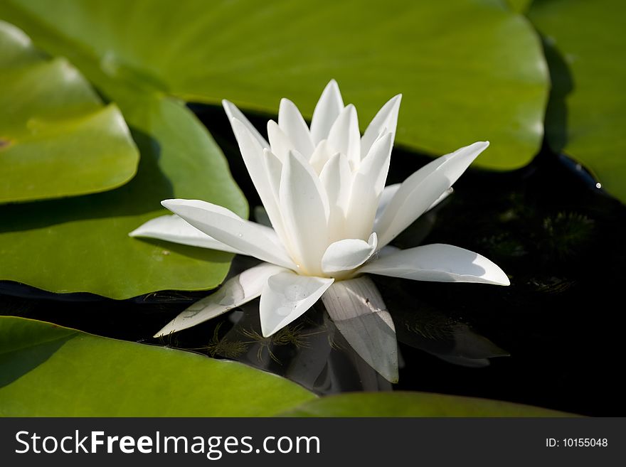 White lily on the water .