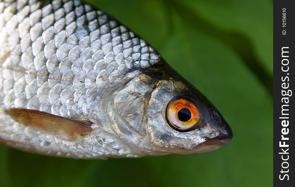 Fish Close-up