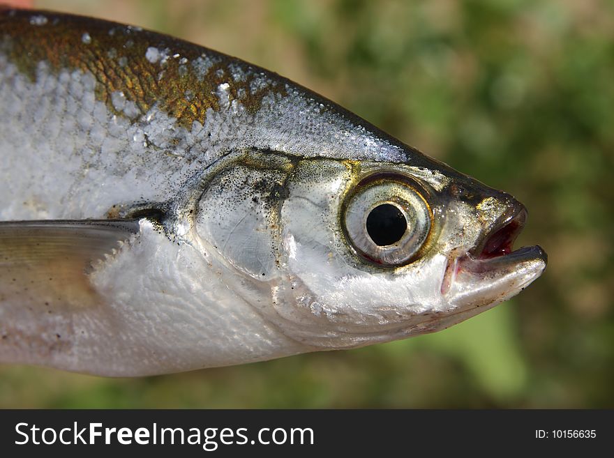 Fish Close-up