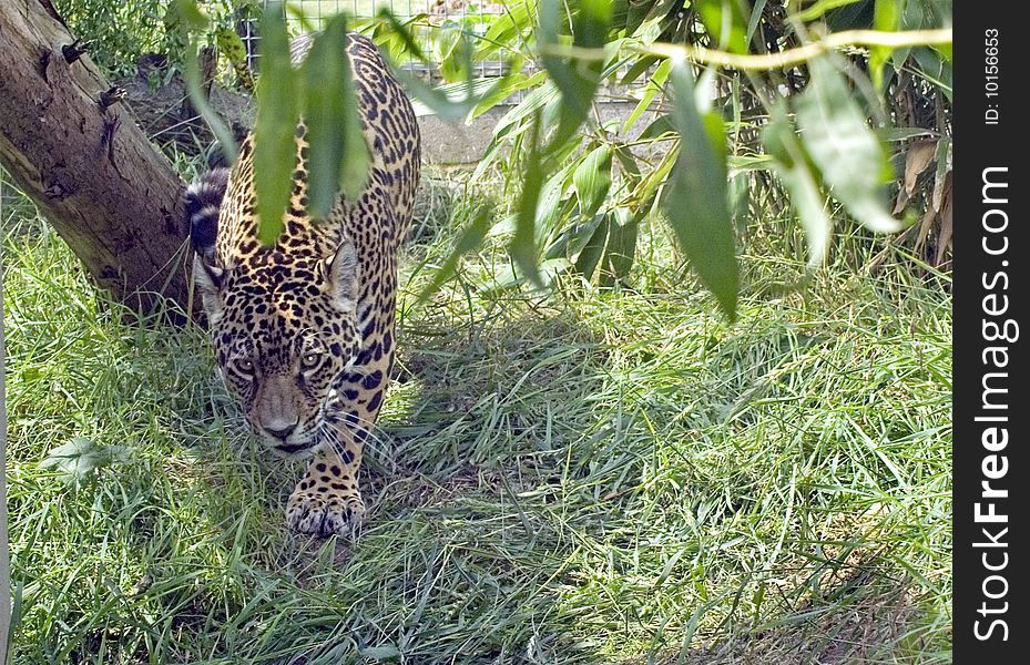 Jaguar (Panthera Onca) prowling in undergrowth.
