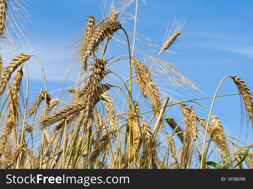 Close-up wheat ears on blue sky background