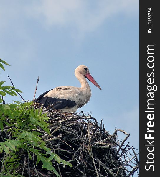 Stork in a nest, on a tree, a close up,