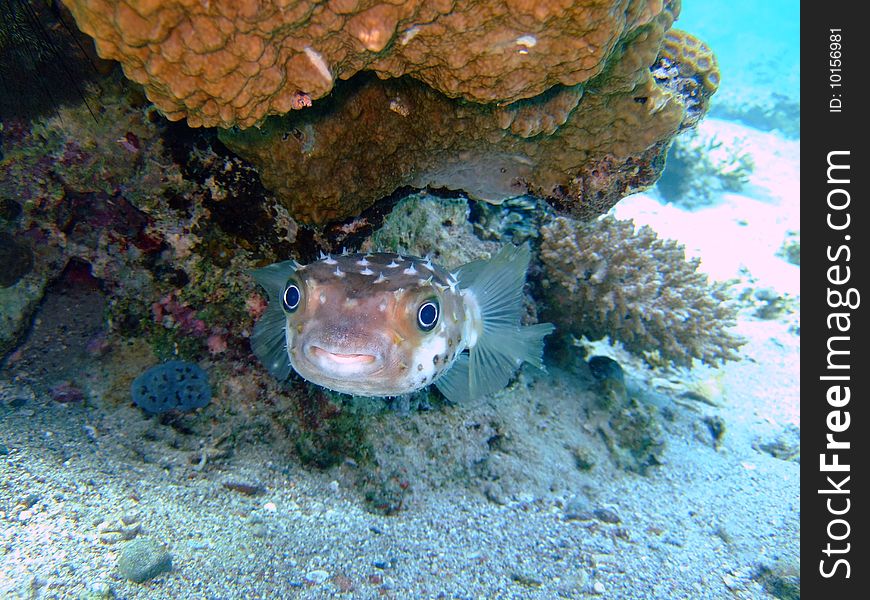 A Blowfish in the Red Sea